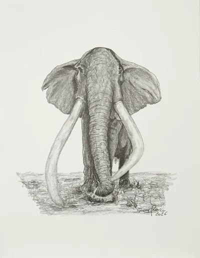 Elefant