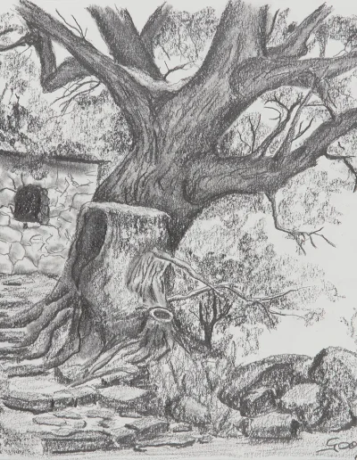 Baum